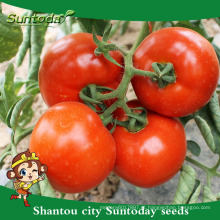 Suntoday determinados nomes científicos de plantio de híbrido vegetal F1 sementes de tomate chinês (22021)